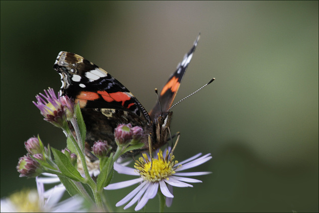 Fred sur aster