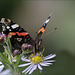 Fred sur aster