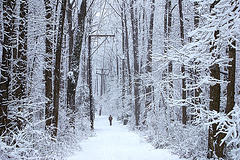 A Walk in the Snow