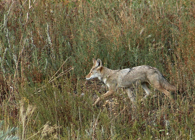 Coyote