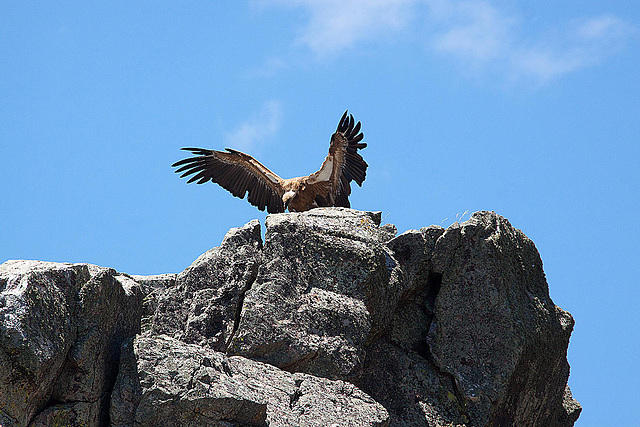 20120518 0364RAw [E] Gänsegeier, Monfragüe