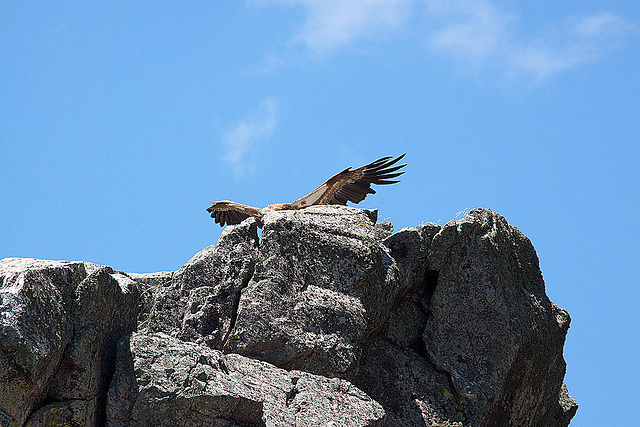 20120518 0365RAw [E] Gänsegeier, Monfragüe