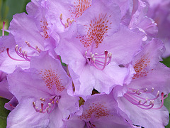 rhododendron...