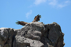 20120518 0366RAw [E] Gänsegeier, Monfragüe