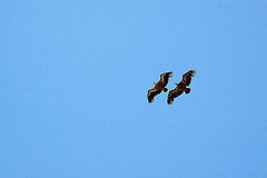 20120518 0367RAw [E] Gänsegeier, Monfragüe