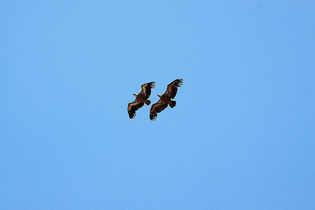 20120518 0370RAw [E] Gänsegeier, Monfragüe