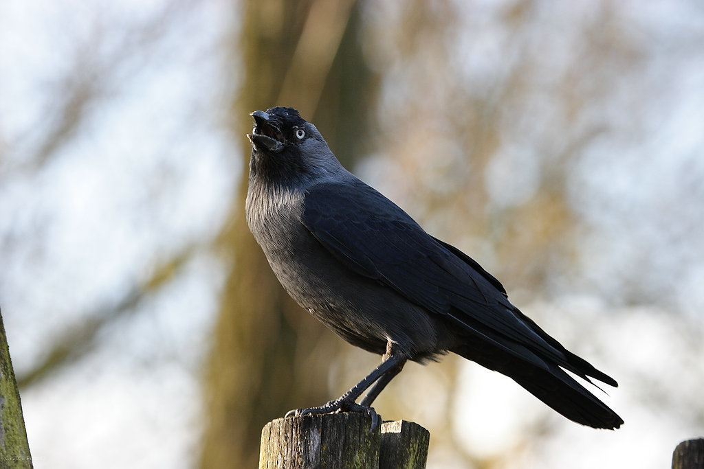 Zoo Münster