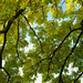 Green-yellow leaves