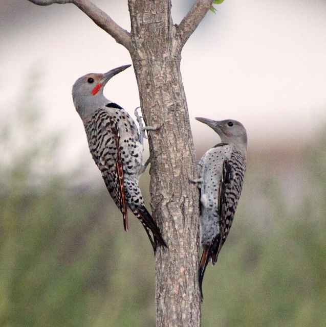 Pair o' Flickers