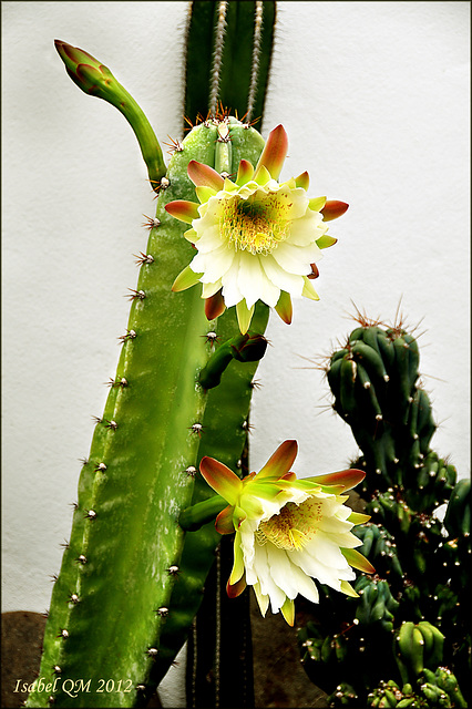 Cereus peruvianus