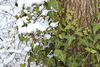 Winter Contrast