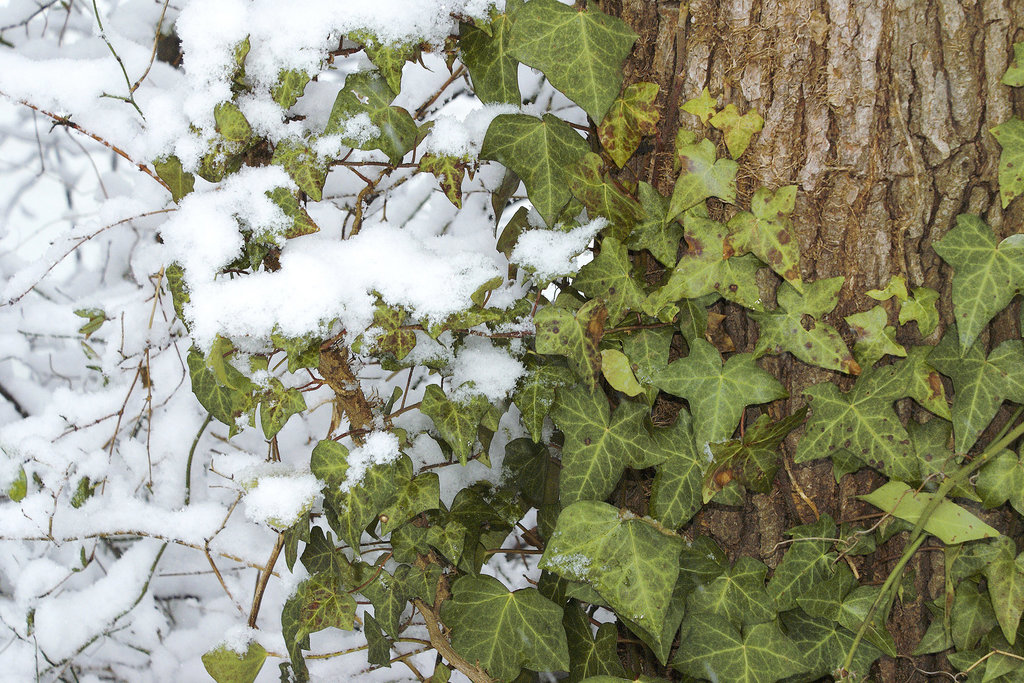 Winter Contrast