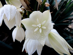 Yucca filamentosa