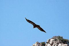 20120518 0374RAw [E] Gänsegeier, Monfragüe