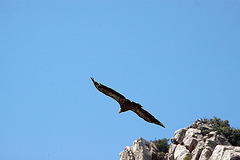 20120518 0375RAw [E] Gänsegeier, Monfragüe