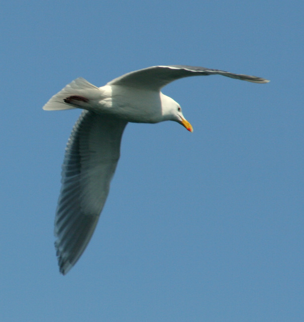 Glaucous-Winged Gull