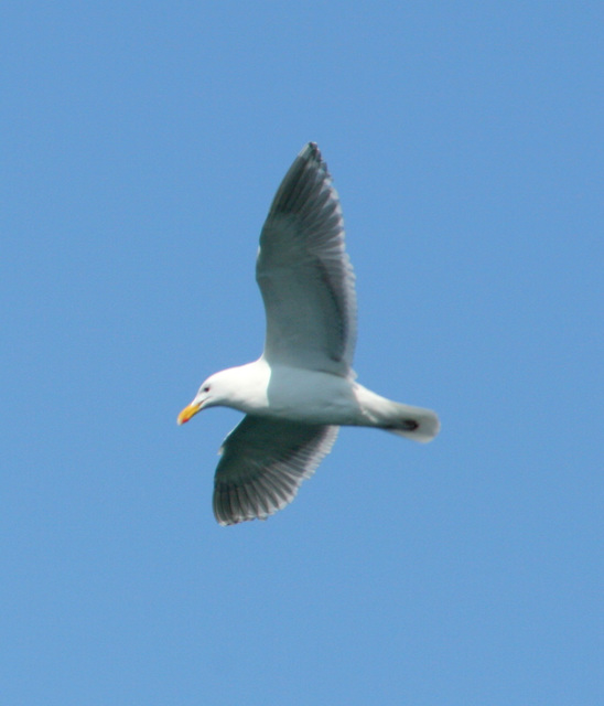 Glaucous-Winged Gull