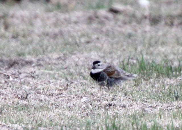 McCown's Longspur