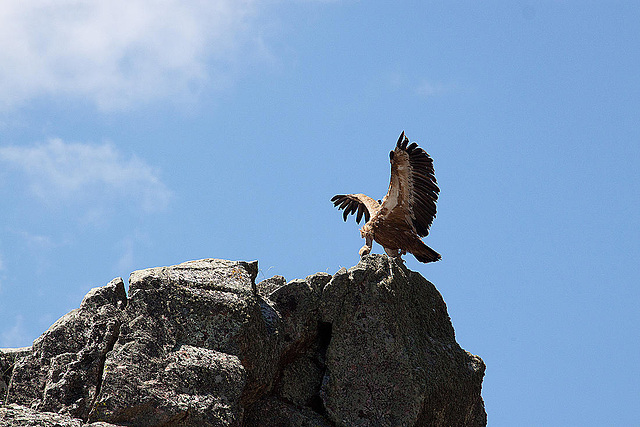 20120518 0382RAw [E] Gänsegeier, Monfragüe