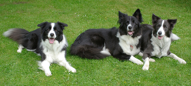 Three dogs and an Elephant