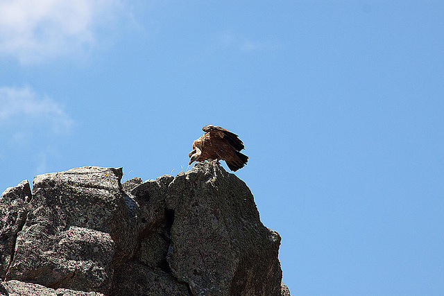 20120518 0386RAw [E] Gänsegeier, Monfragüe