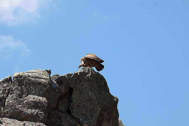 20120518 0387RAw [E] Gänsegeier (Gyps fulvus), Monfragüe, Parque Natural, Extremadura
