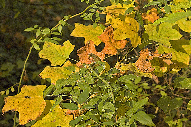 A Late Afternoon in Early November