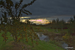 Crab apples and sunset HDR