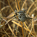 Song Sparrow