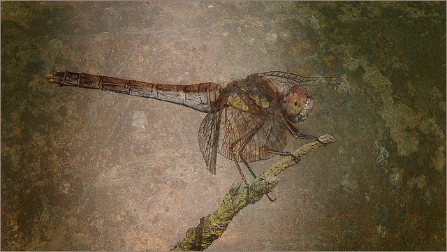 Sympetrum