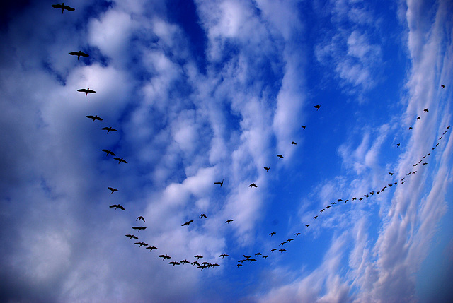 Birds at Noviodunum