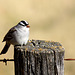 White-Crowned Sparrow