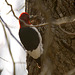 Red-Headed Woodpecker