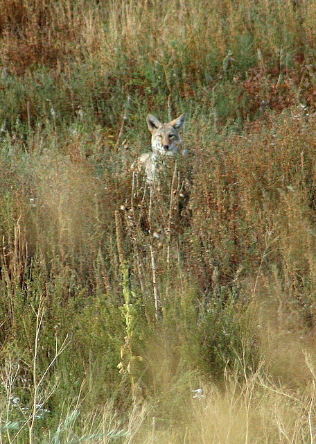 Coyote