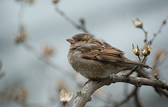 A female house sparrow