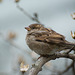 A female house sparrow