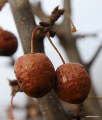 Crab apples rotting on the bough