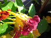 The nasturtium loves the rain