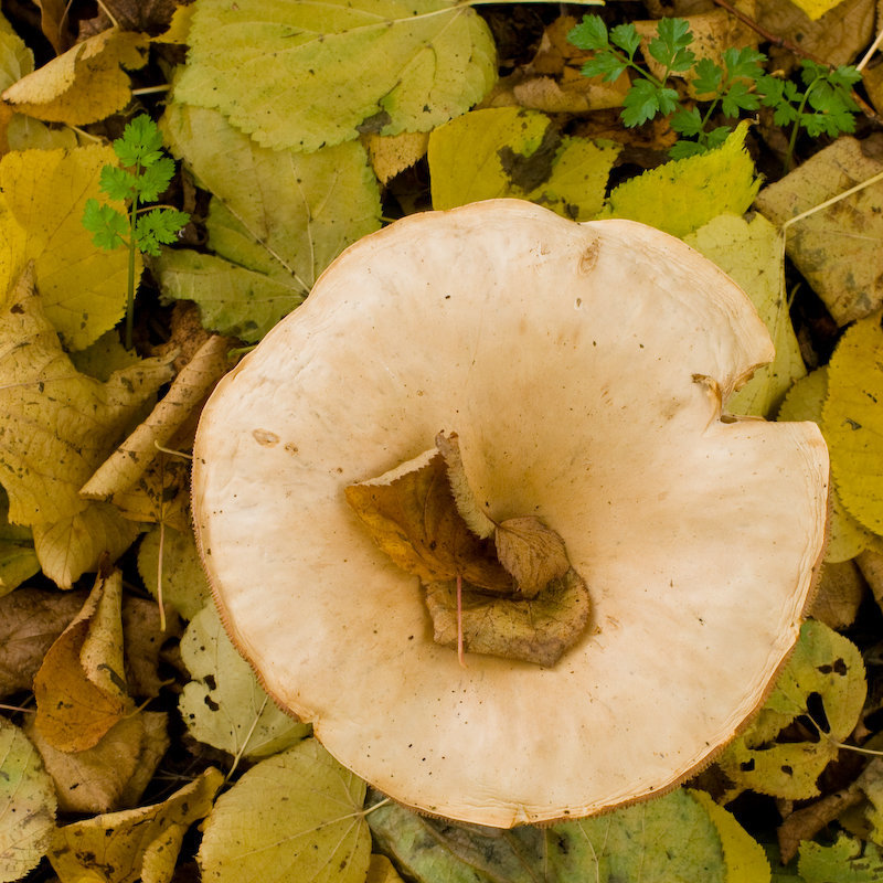 Autumn fungus (2)