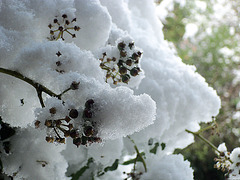 Snow on the ivy