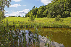 Bullrushes near Mansonville, Québec