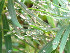 The silver drops on the leaves