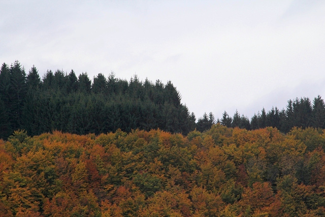 Sapins contre Hêtres