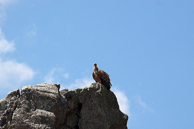 20120518 0392RAw [E] Gänsegeier, Monfragüe