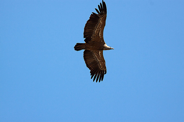 20120518 0399RAw [E] Gänsegeier, Monfragüe