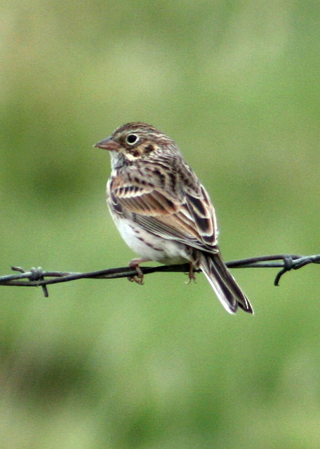 Vesper Sparrow