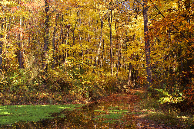 Early November Foliage