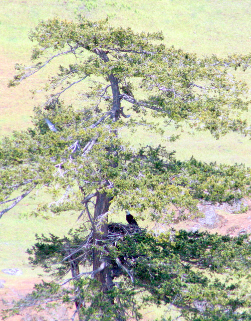 Bald Eagle Nest