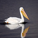 American White Pelican (Pelecanus erythrorhynchos)