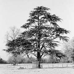 Cedar tree